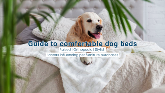 Most Comfortable Dog Beds