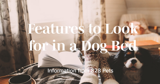 Features to look for when buying a dog bed
