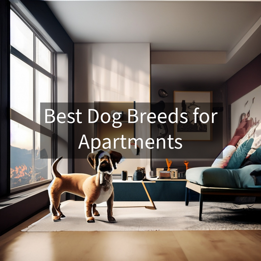 Best dog breeds for apartments 